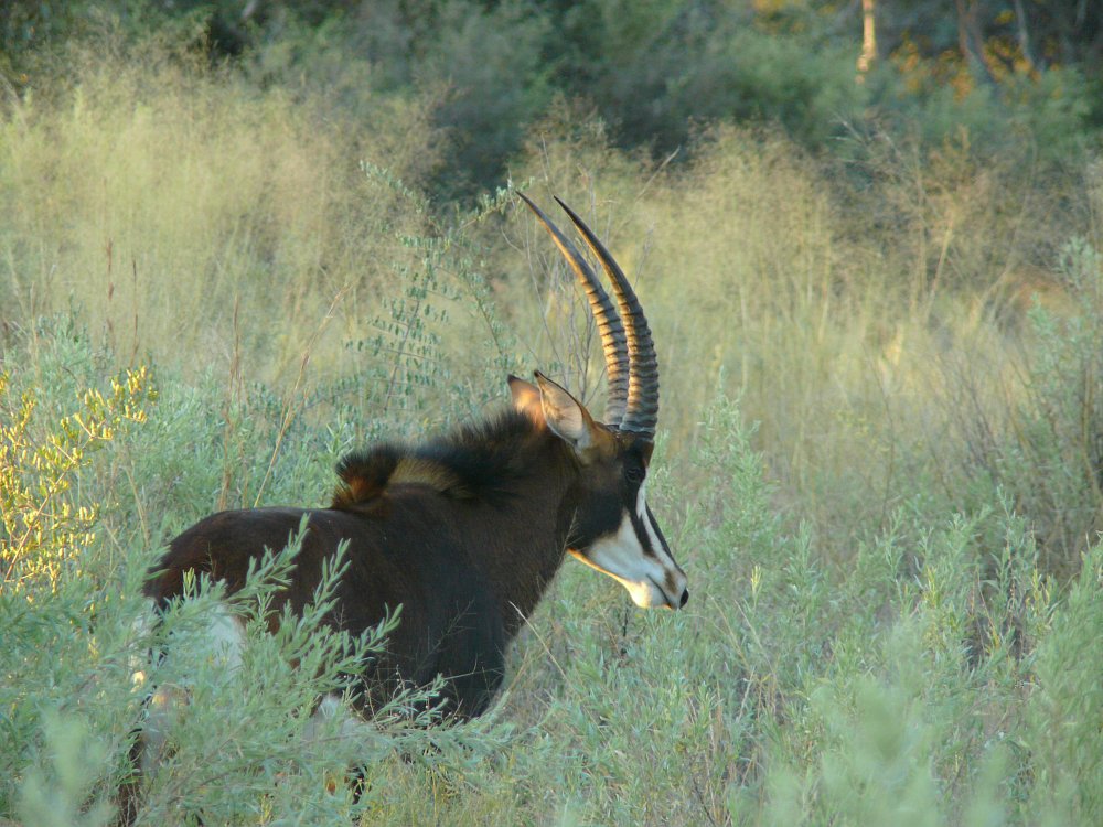 Rappenantilope.jpg